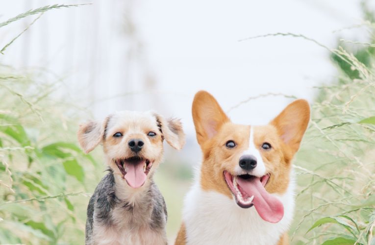 Preventing Home Dog Fights in Virginia Beach